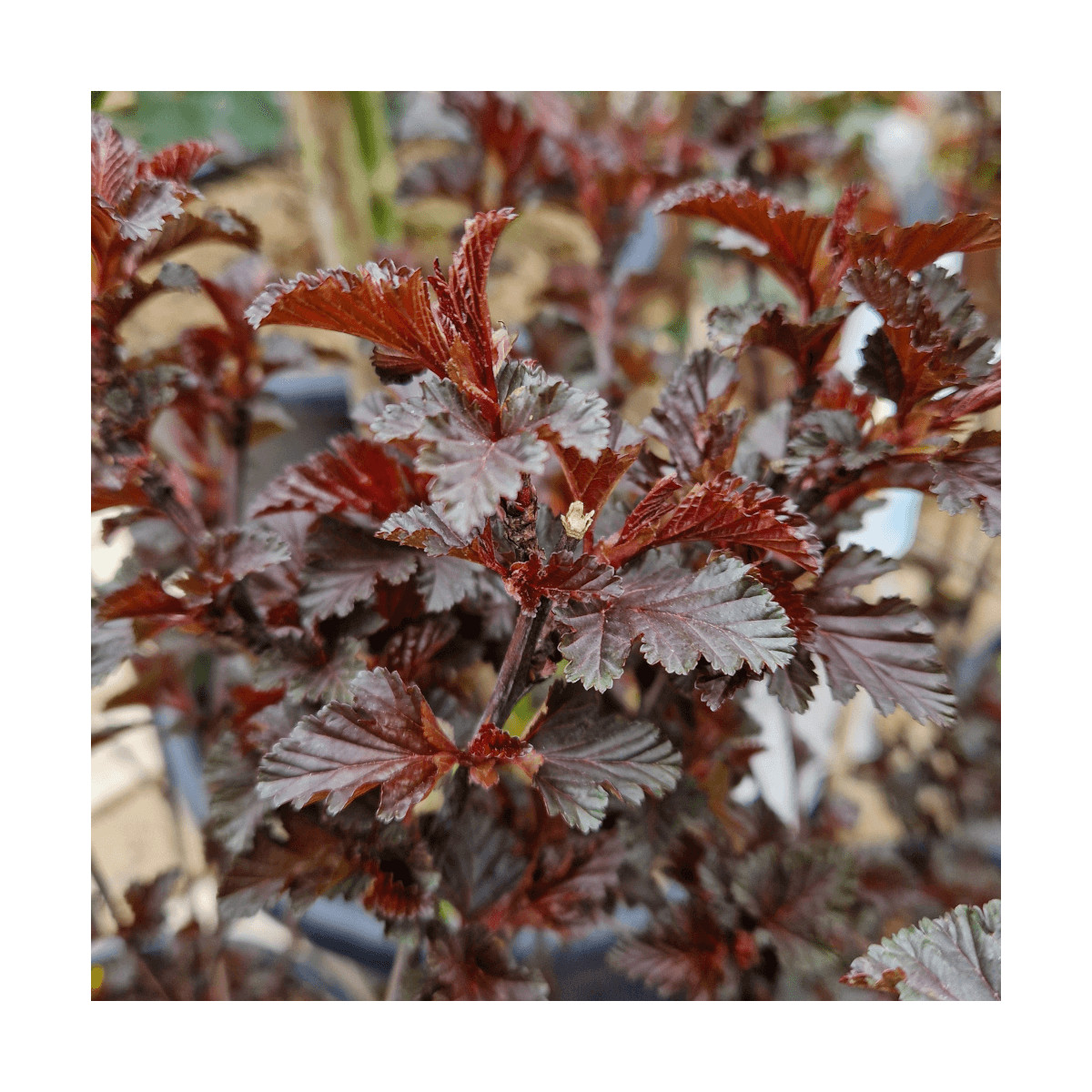 Physocarpus Black Light® 'Minbla3', Physocarpe Physocarpus Black Light® 'Minbla3', Physocarpe