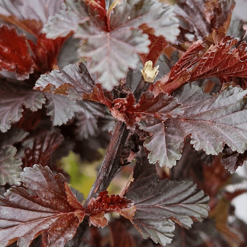 Physocarpus Black Light® 'Minbla3', Physocarpe