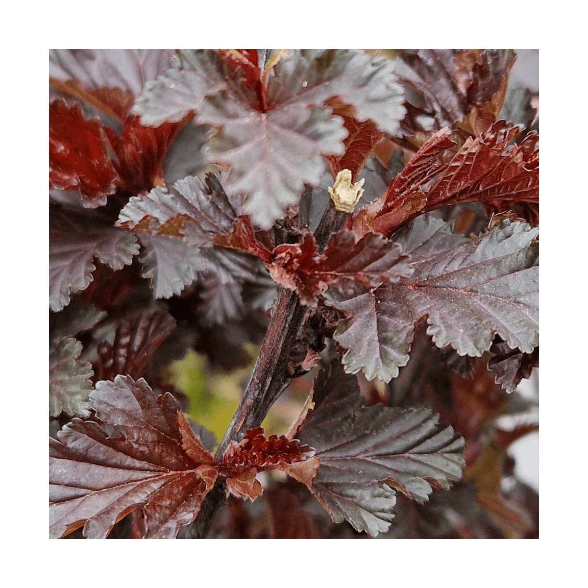 Physocarpus Black Light® 'Minbla3', Physocarpe Physocarpus Black Light® 'Minbla3', Physocarpe