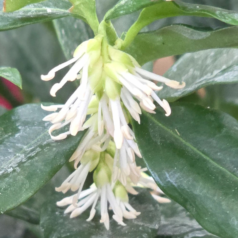 Sarcococca confusa