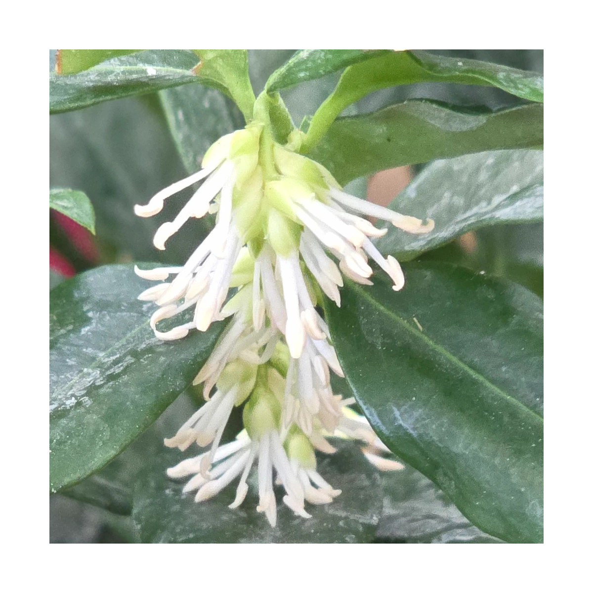 Sarcococca confusa