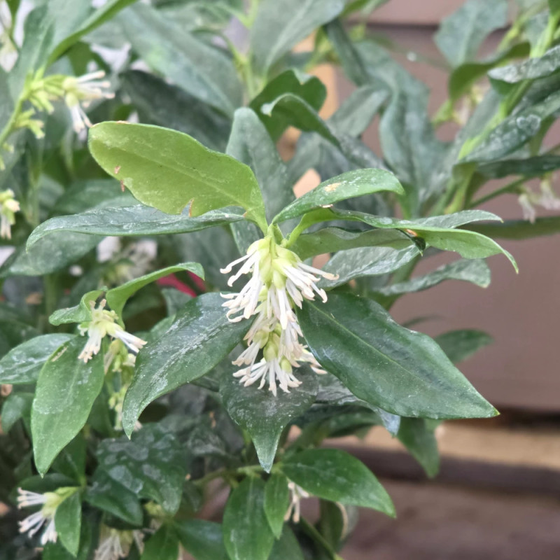 Sarcococca confusa