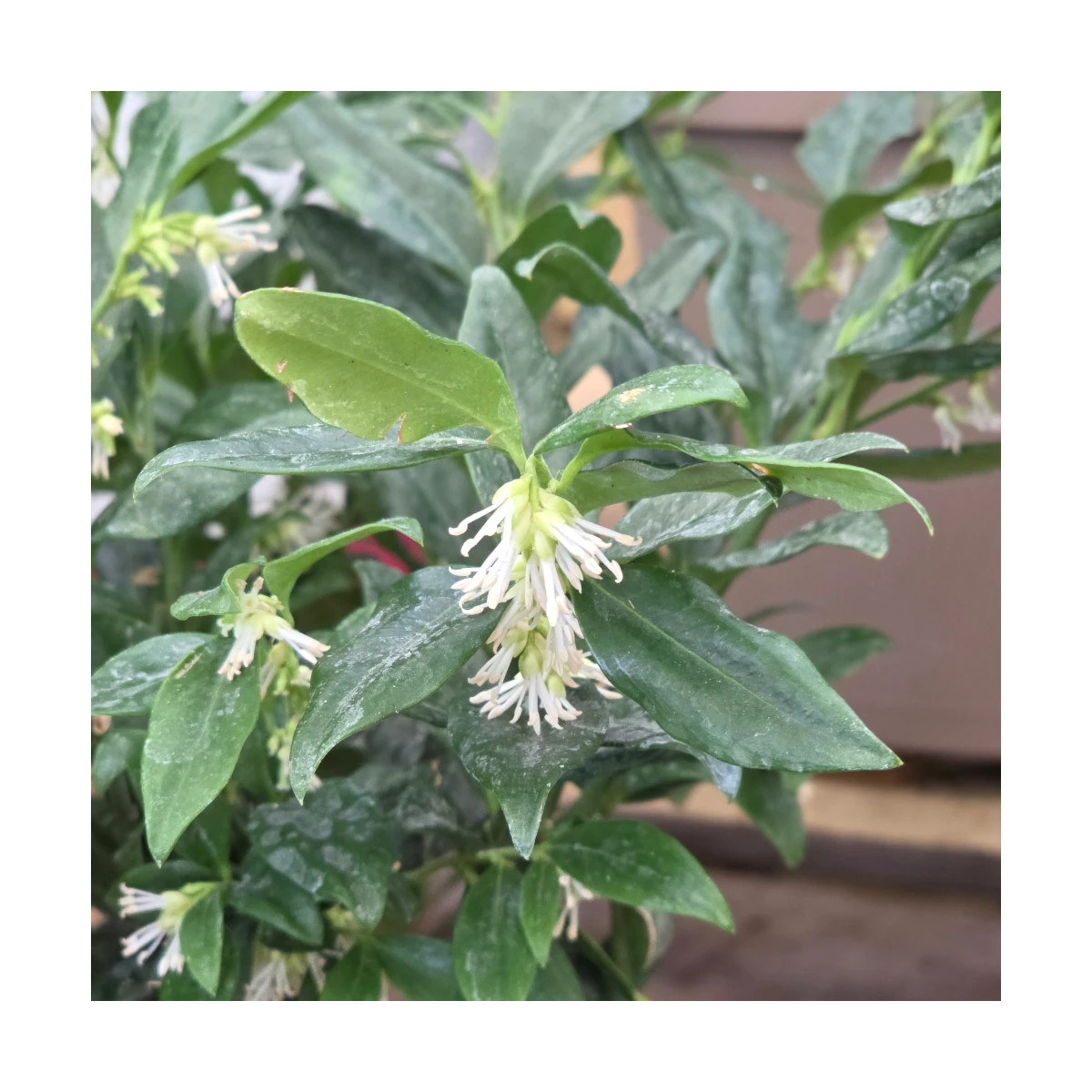 Sarcococca confusa