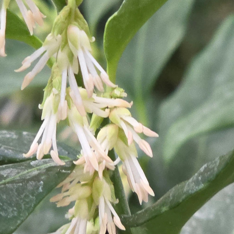 Sarcococca confusa