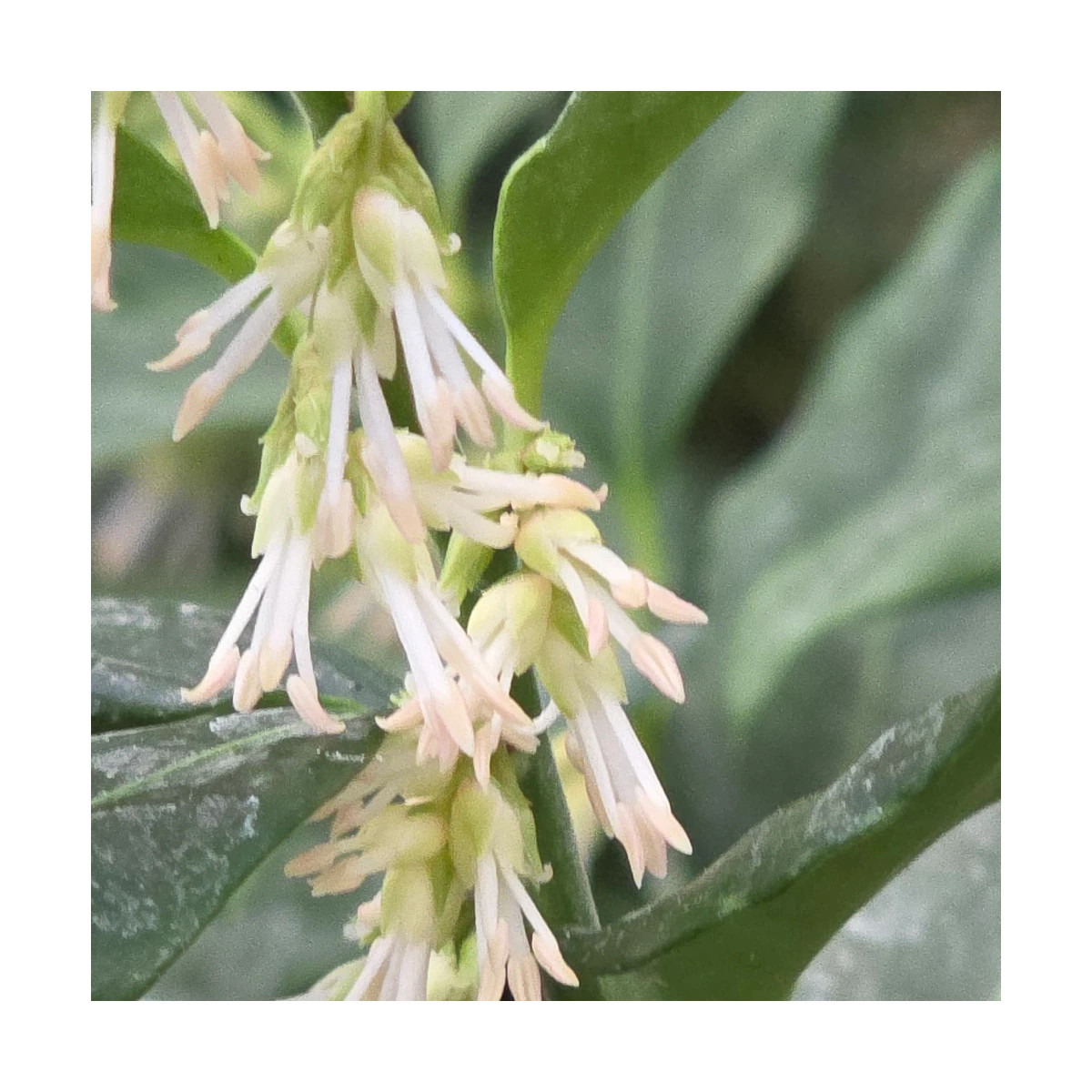 Sarcococca confusa