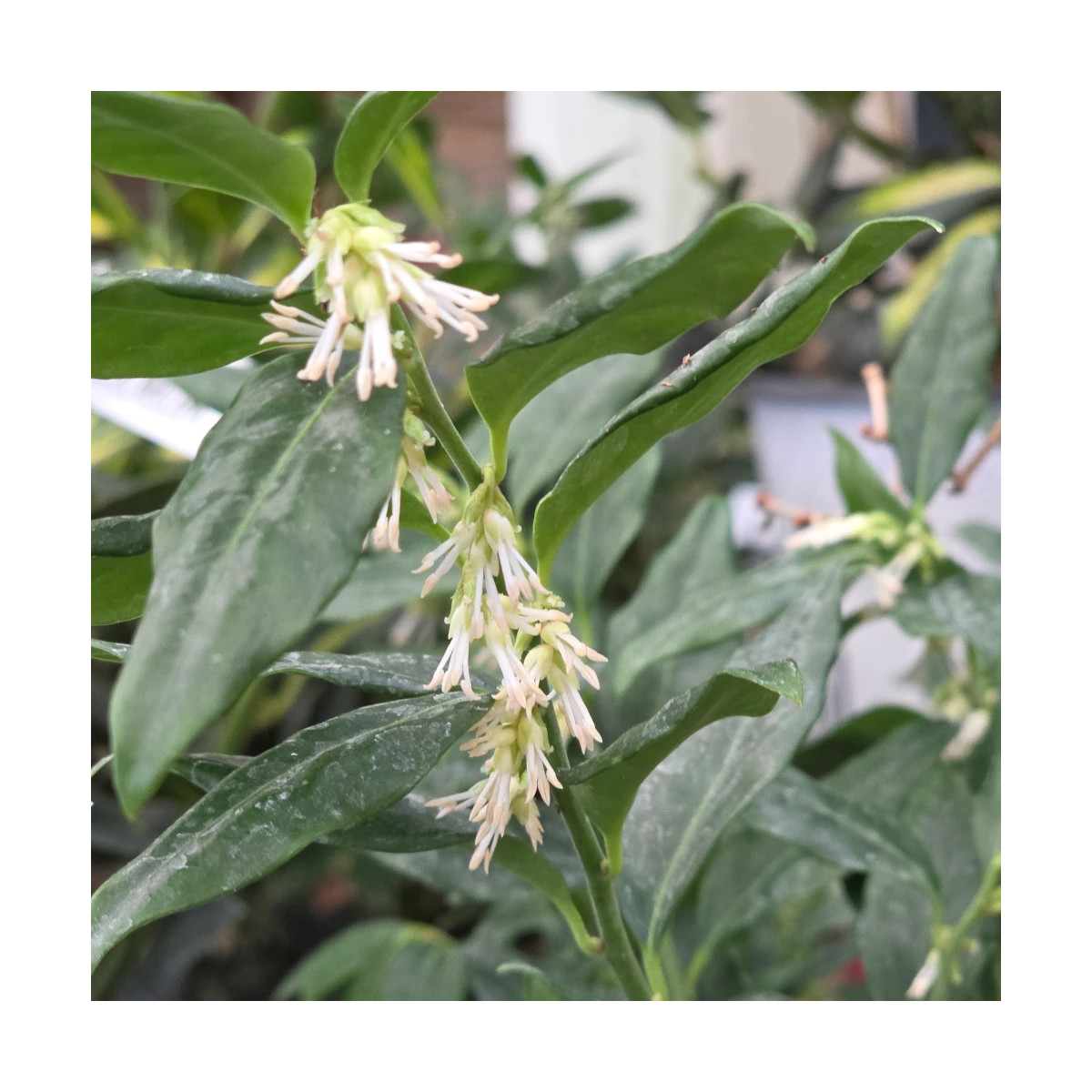 Sarcococca confusa