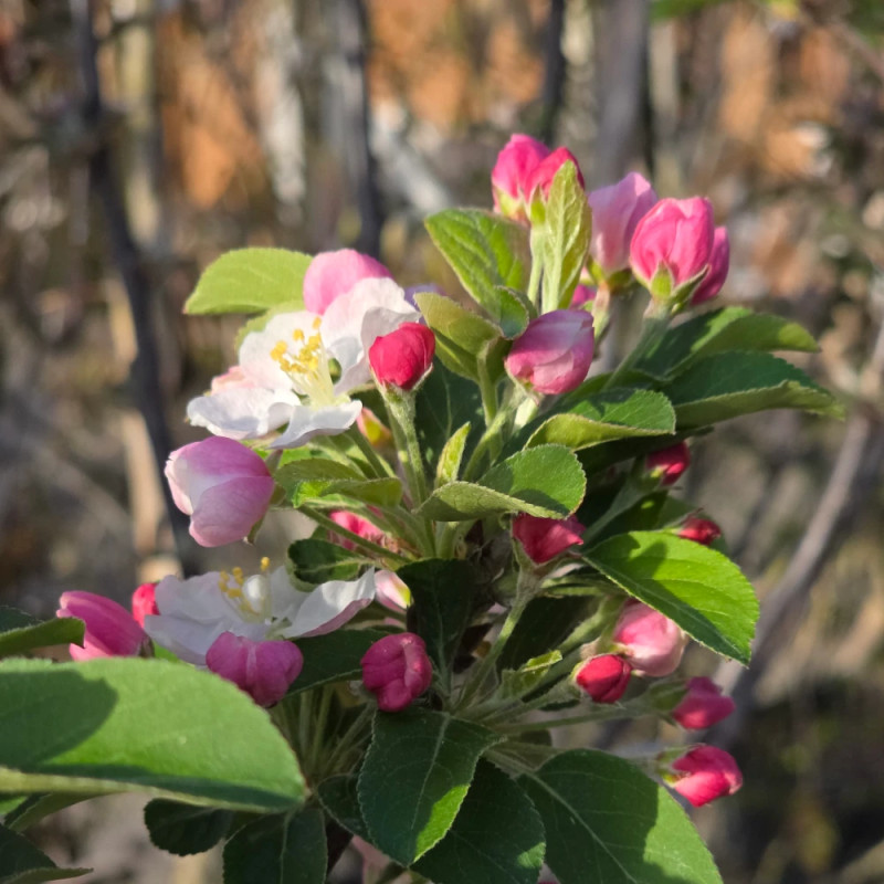 Pommier d'ornement Evereste® 'Perpetu', Malus