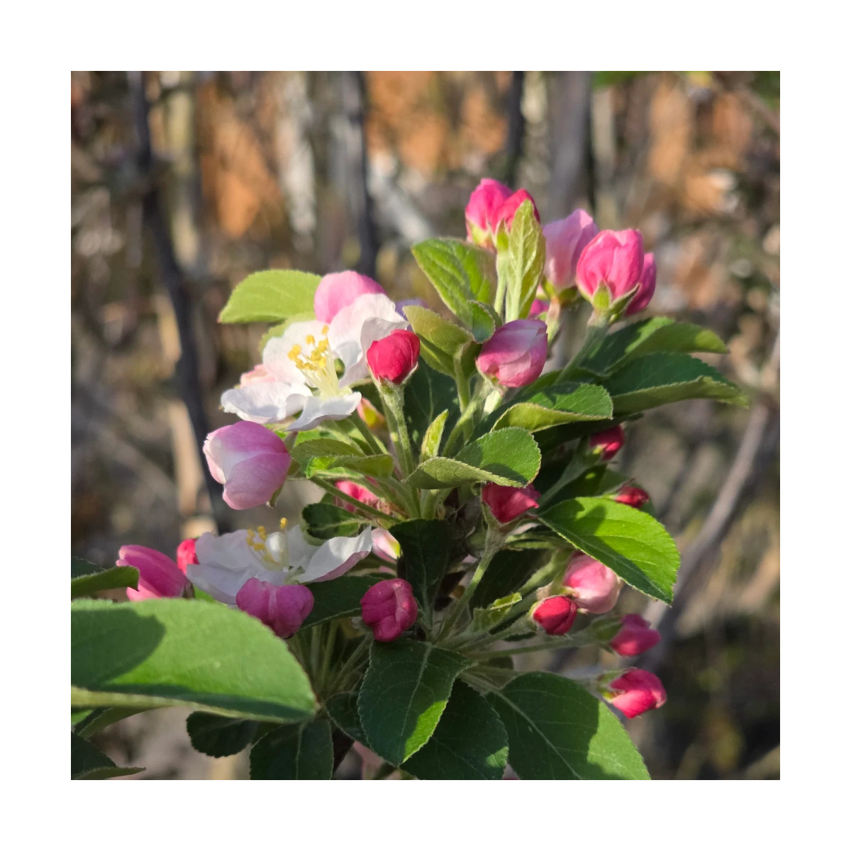 Pommier d'ornement Evereste® 'Perpetu', Malus