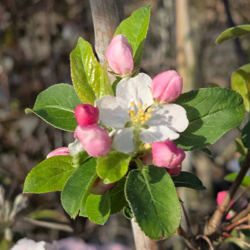Pommier d'ornement Evereste® 'Perpetu', Malus