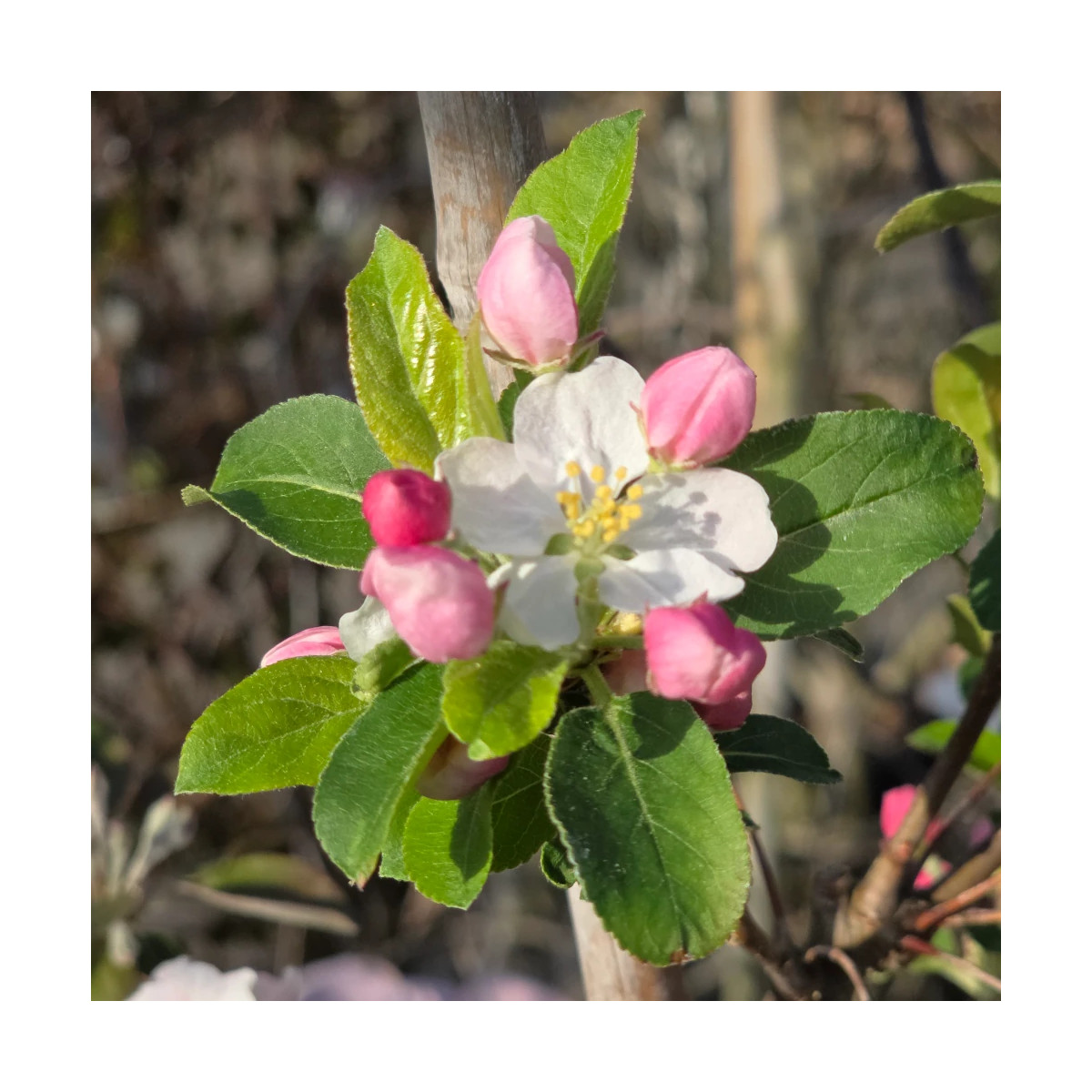Pommier d'ornement Evereste® 'Perpetu', Malus