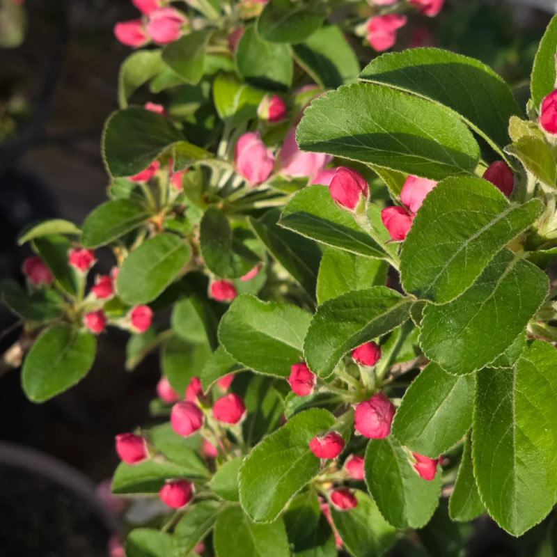 Pommier d'ornement Evereste® 'Perpetu', Malus
