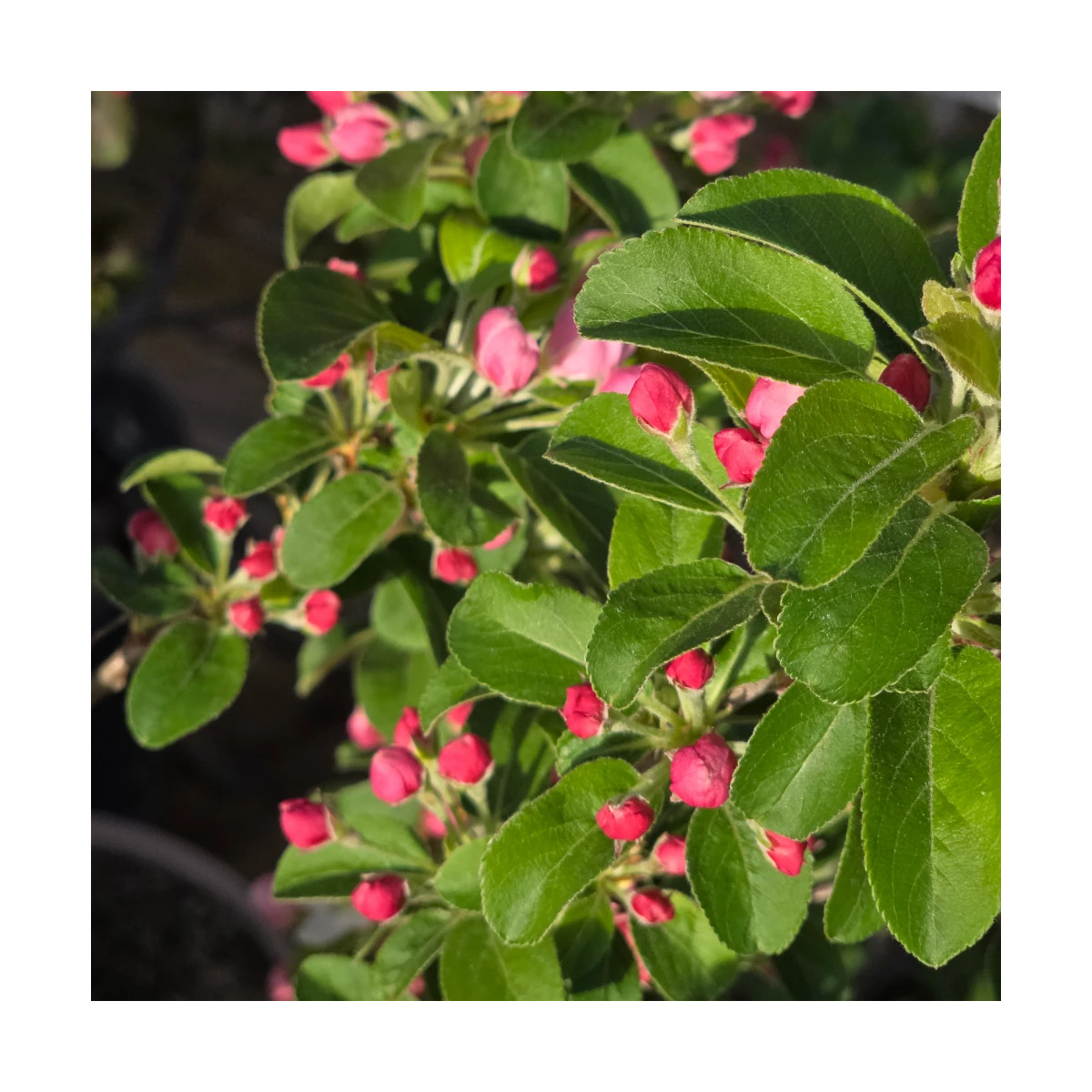 Pommier d'ornement Evereste® 'Perpetu', Malus