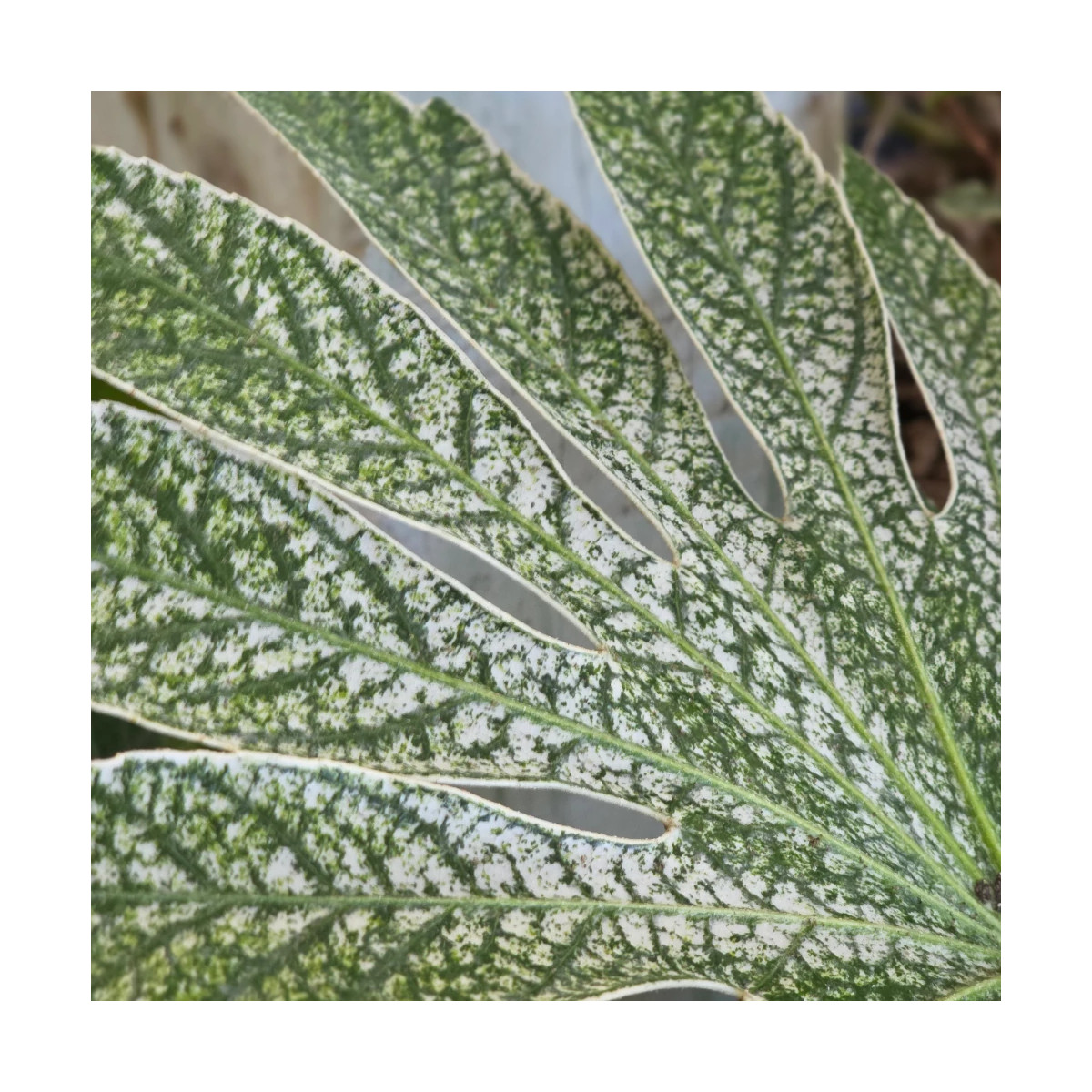 Fatsia Spider's Web