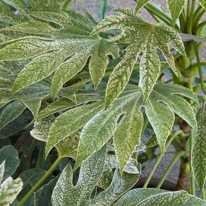 Fatsia Spider's Web, Faux-Aralia du Japon