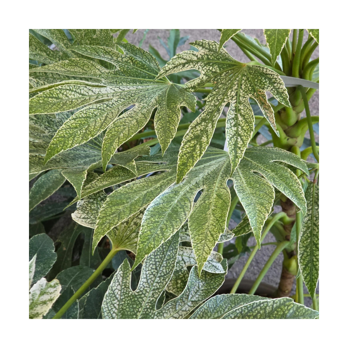 Fatsia Spider's Web