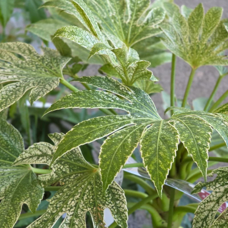 Fatsia Spider's Web, Faux-Aralia du Japon