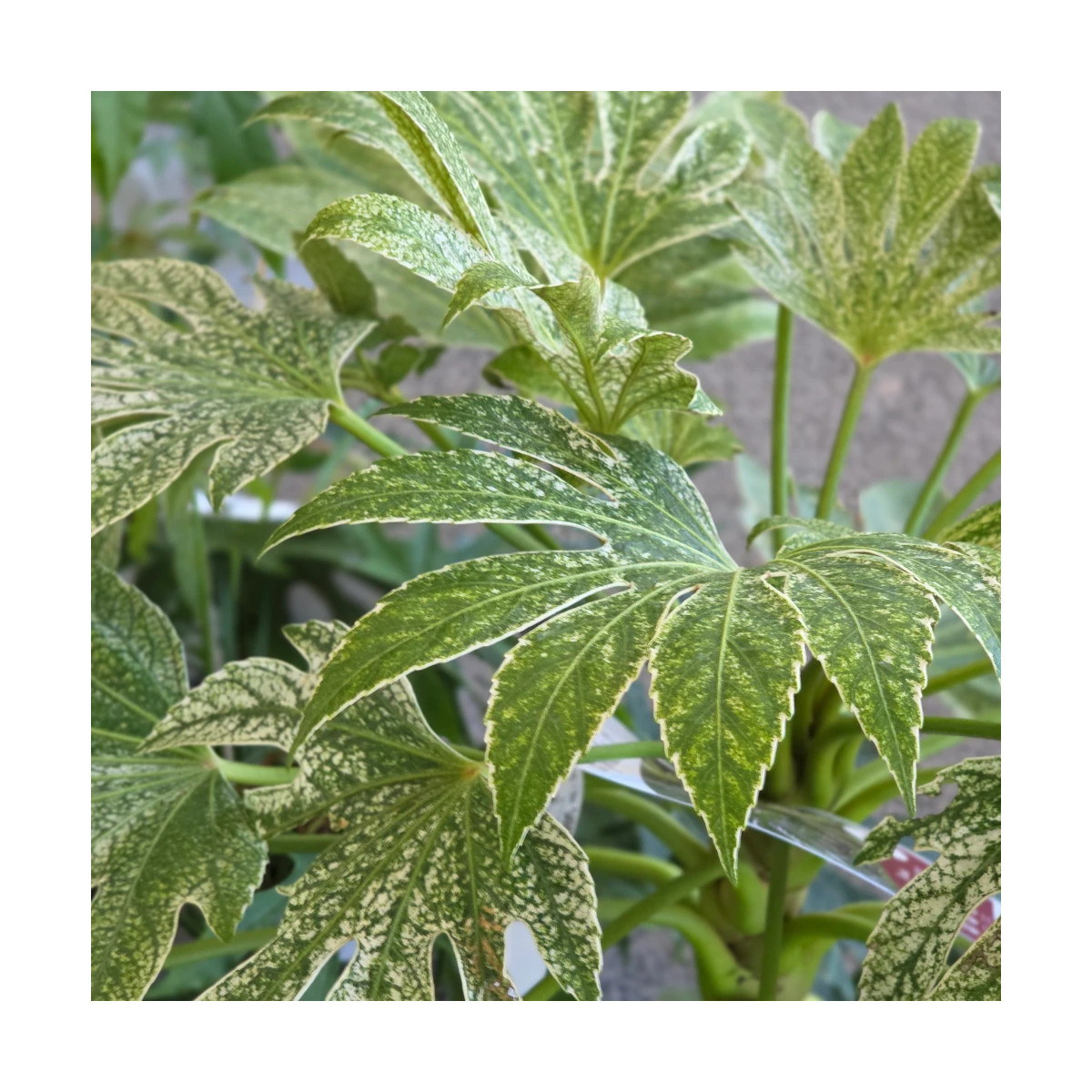 Fatsia Spider's Web