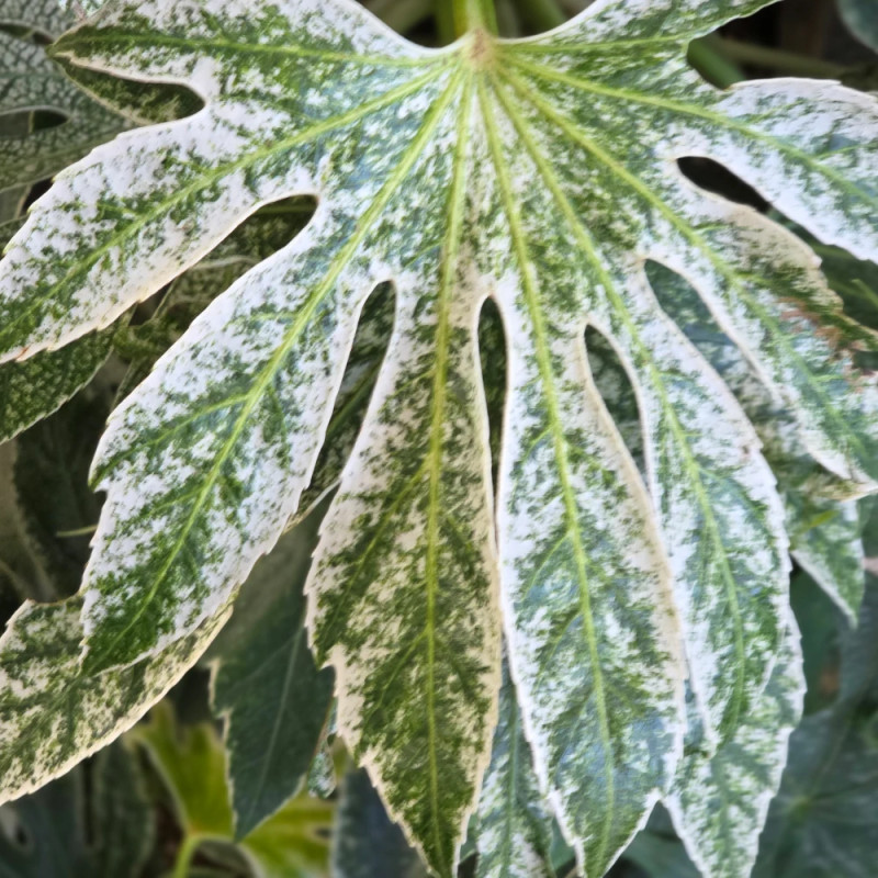 Fatsia Spider's Web, Faux-Aralia du Japon