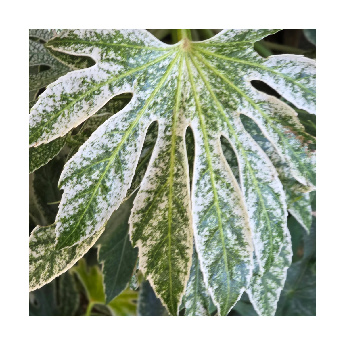 Fatsia Spider's Web