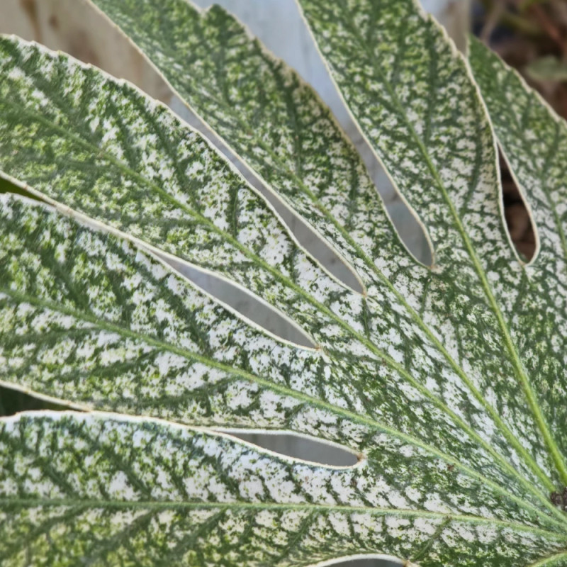 Fatsia Spider's Web, Faux-Aralia du Japon