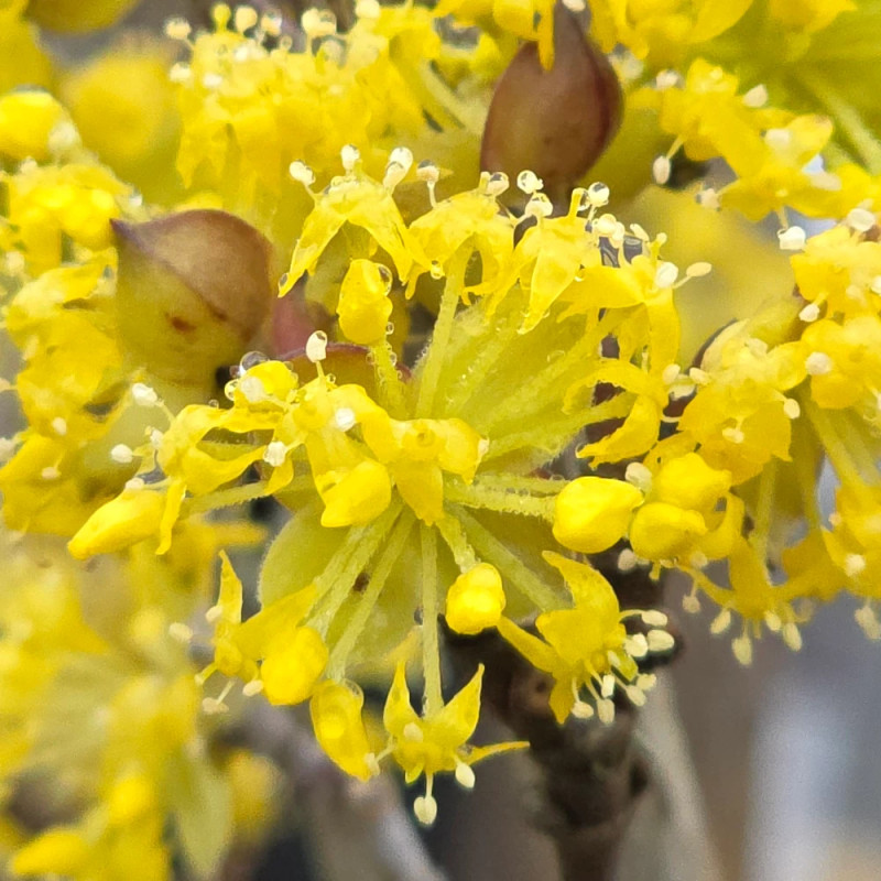 Cornouiller officinal, Cornus