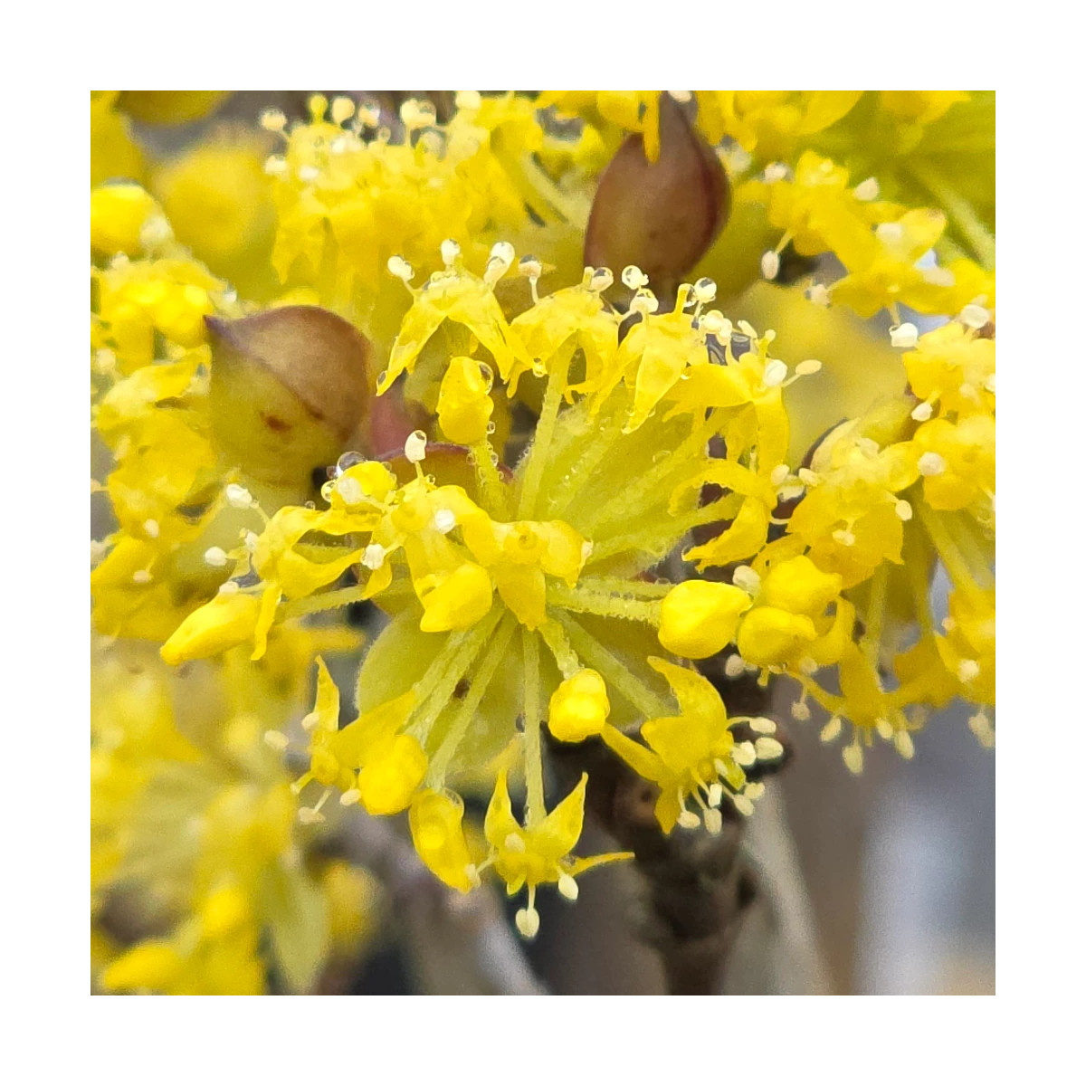 Cornouiller officinal, Cornus