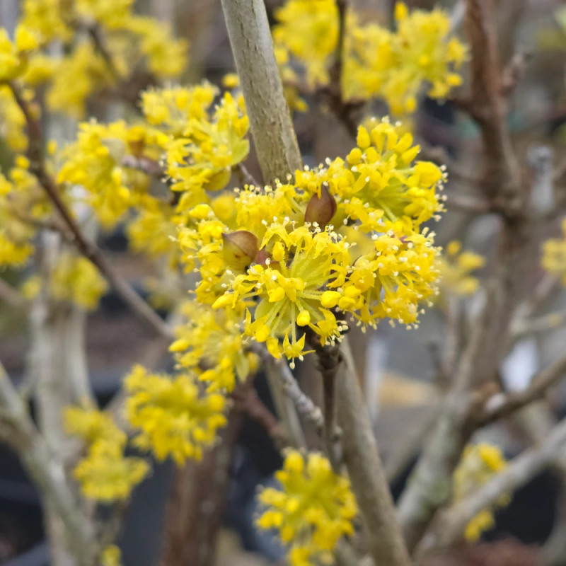 Cornouiller officinal, Cornus