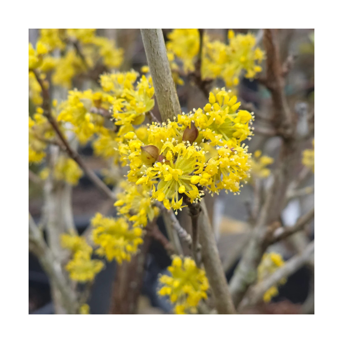 Cornouiller officinal, Cornus
