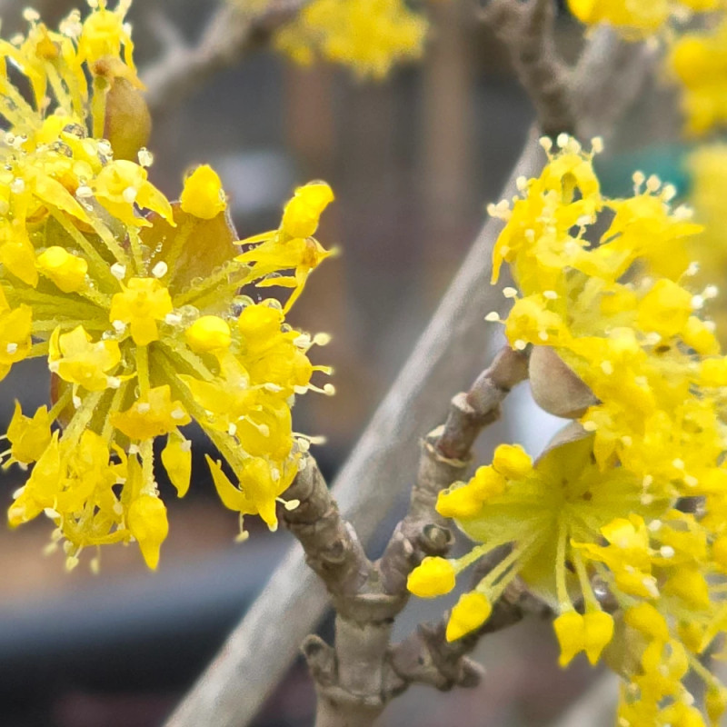 Cornouiller officinal, Cornus