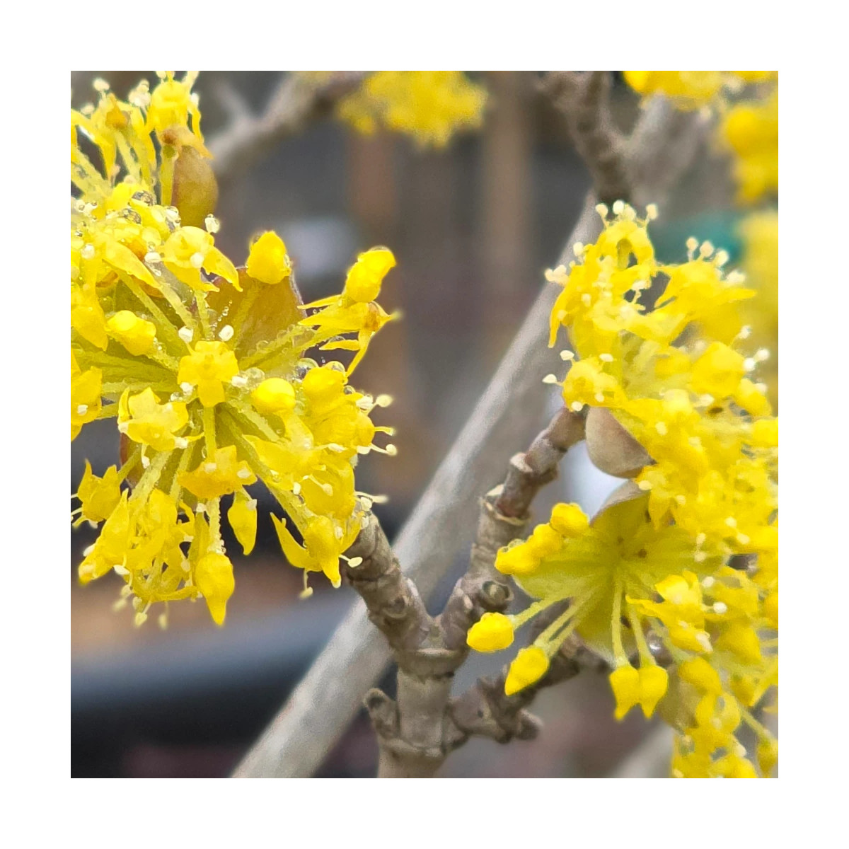 Cornouiller officinal, Cornus