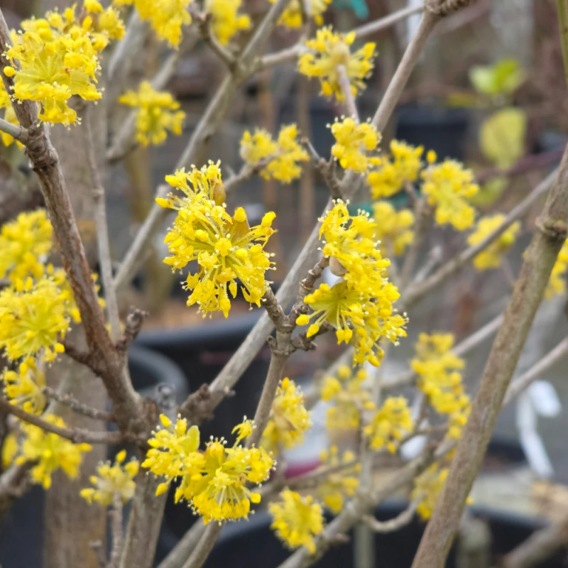 Cornouiller officinal, Cornus