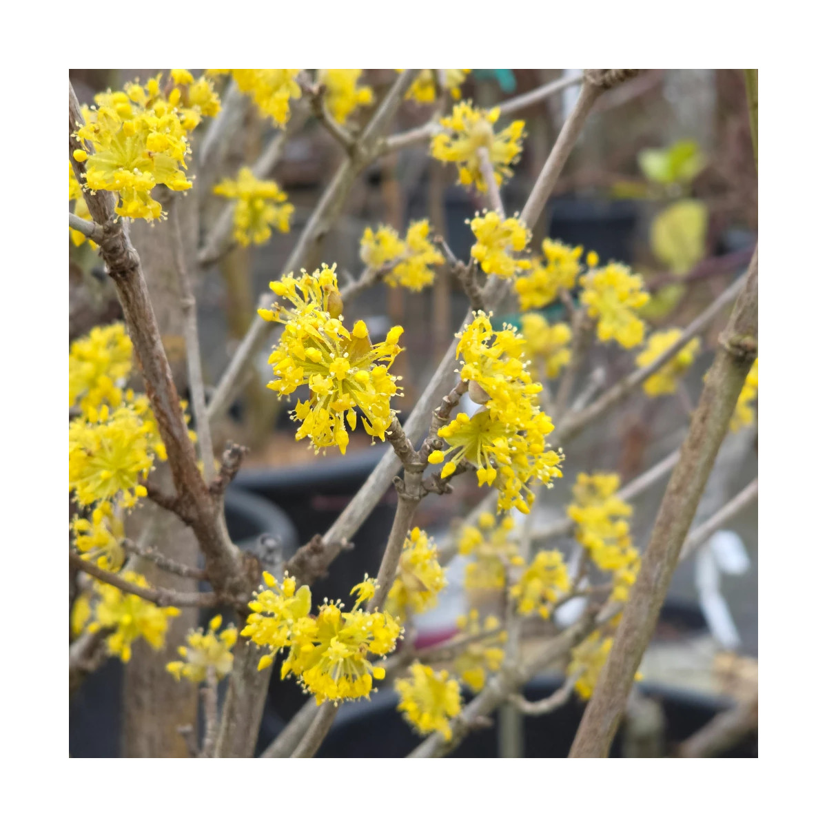 Cornouiller officinal, Cornus