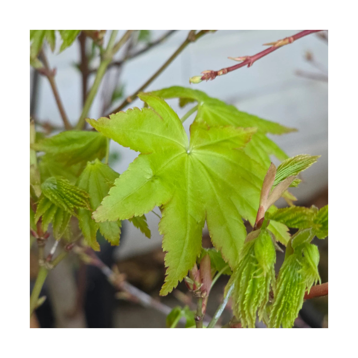 Érable du Japon Summer Gold, Acer palmatum