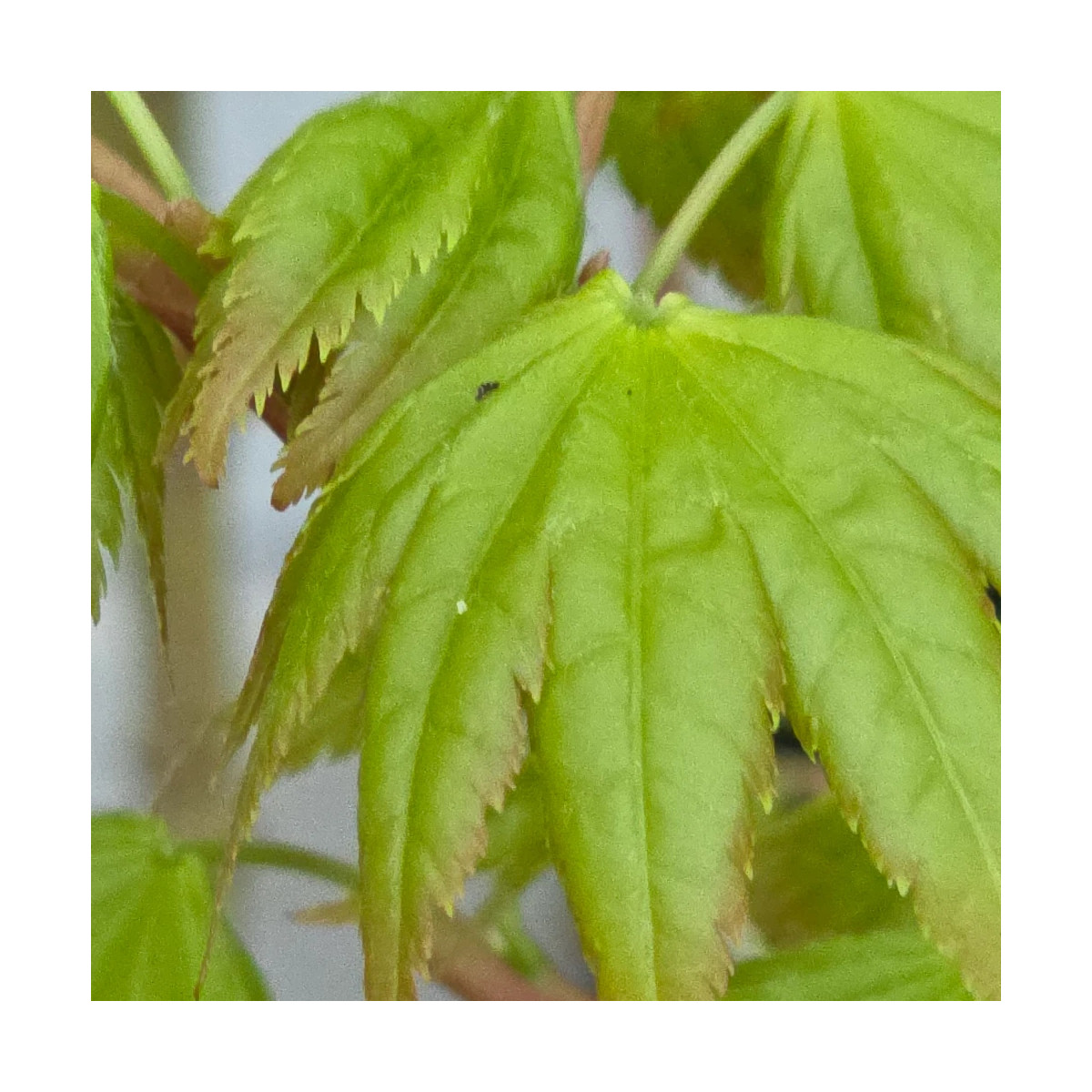 Érable du Japon Summer Gold, Acer palmatum