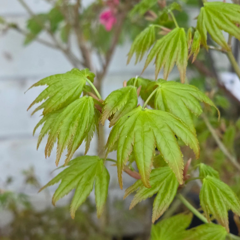 Érable du Japon Summer Gold, Acer palmatum