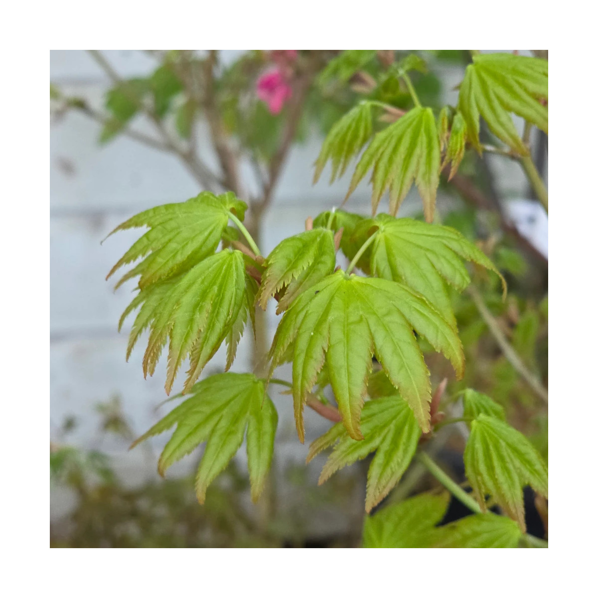 Érable du Japon Summer Gold, Acer palmatum