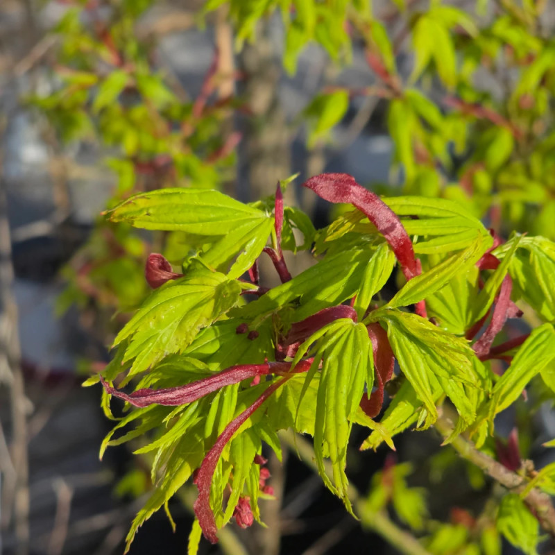 Érable du Japon Mikawa Yatsubusa, Acer palmatum