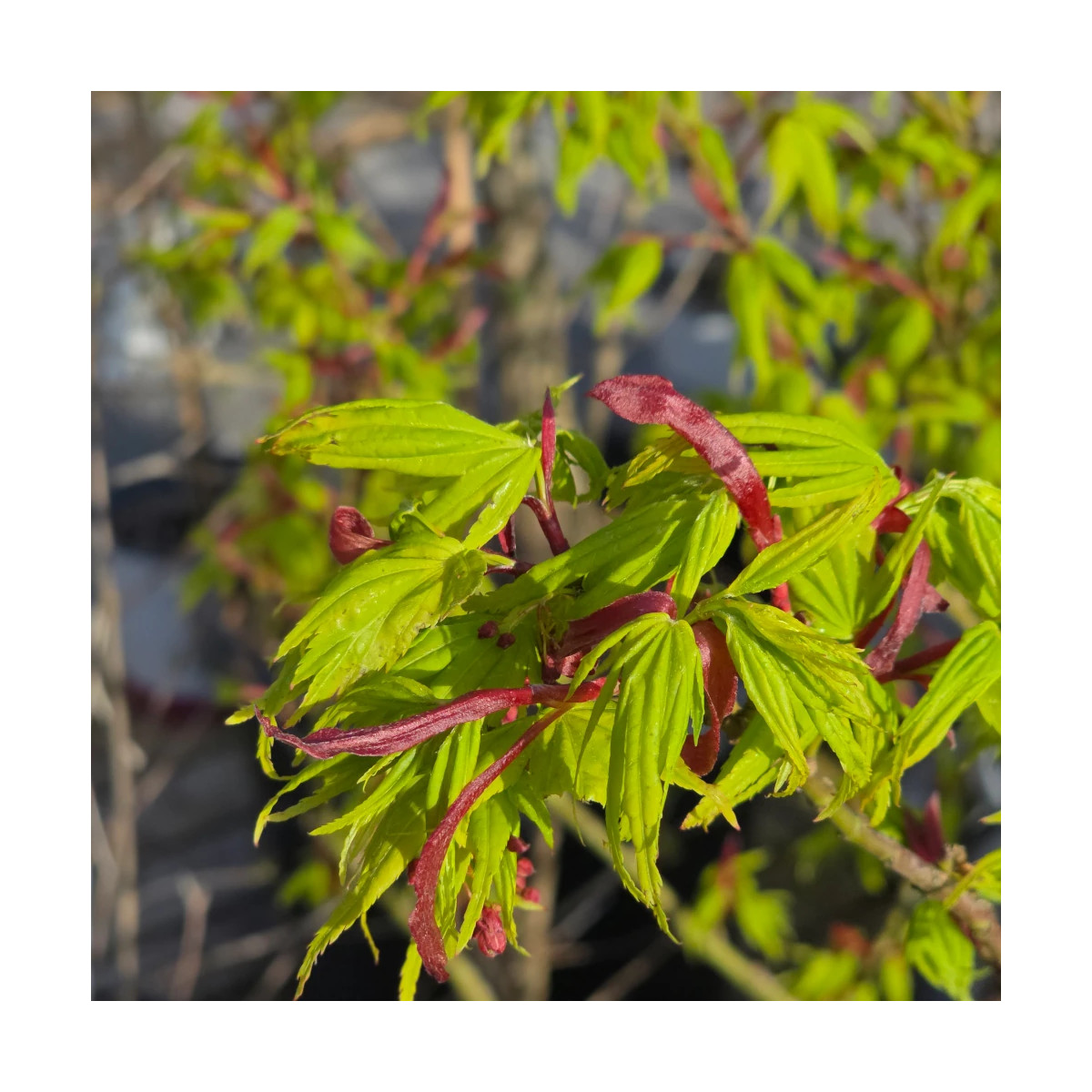 Érable du Japon Mikawa Yatsubusa, Acer palmatum