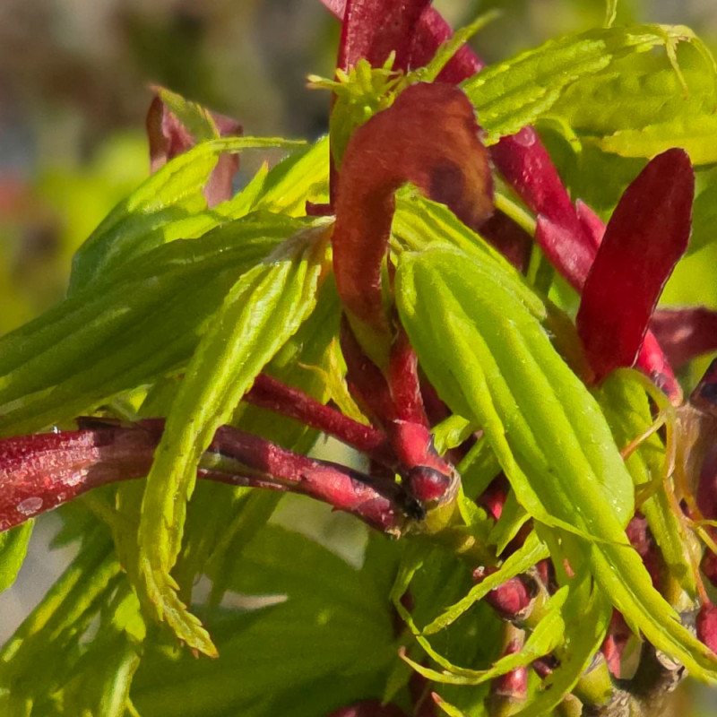 Érable du Japon Mikawa Yatsubusa, Acer palmatum
