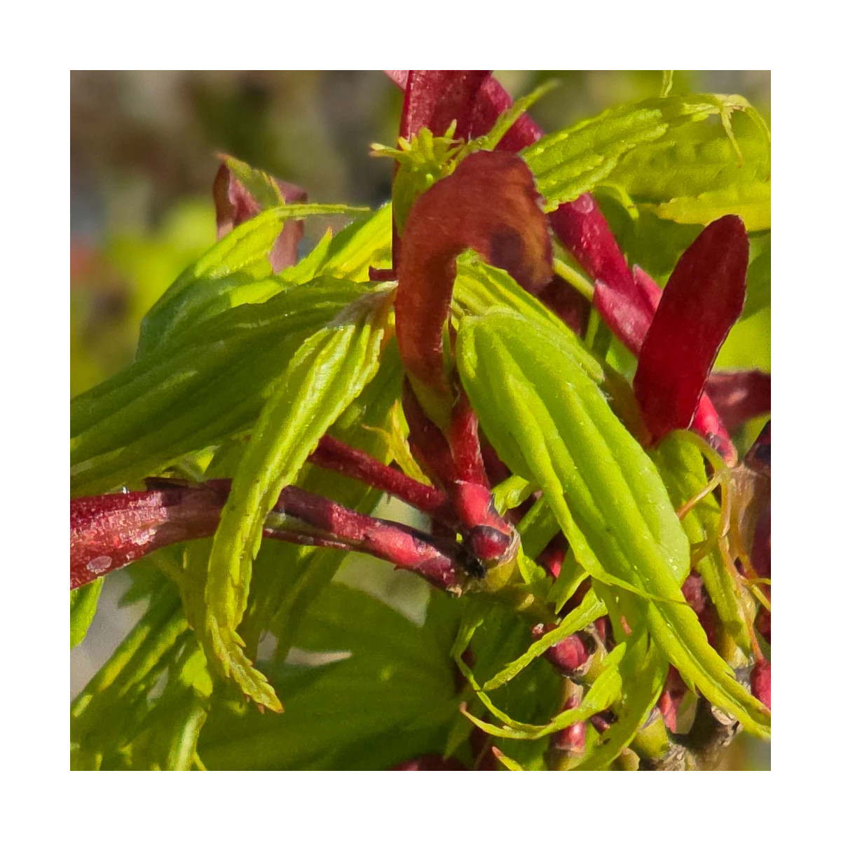 Érable du Japon Mikawa Yatsubusa, Acer palmatum