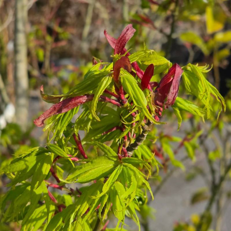 Érable du Japon Mikawa Yatsubusa, Acer palmatum