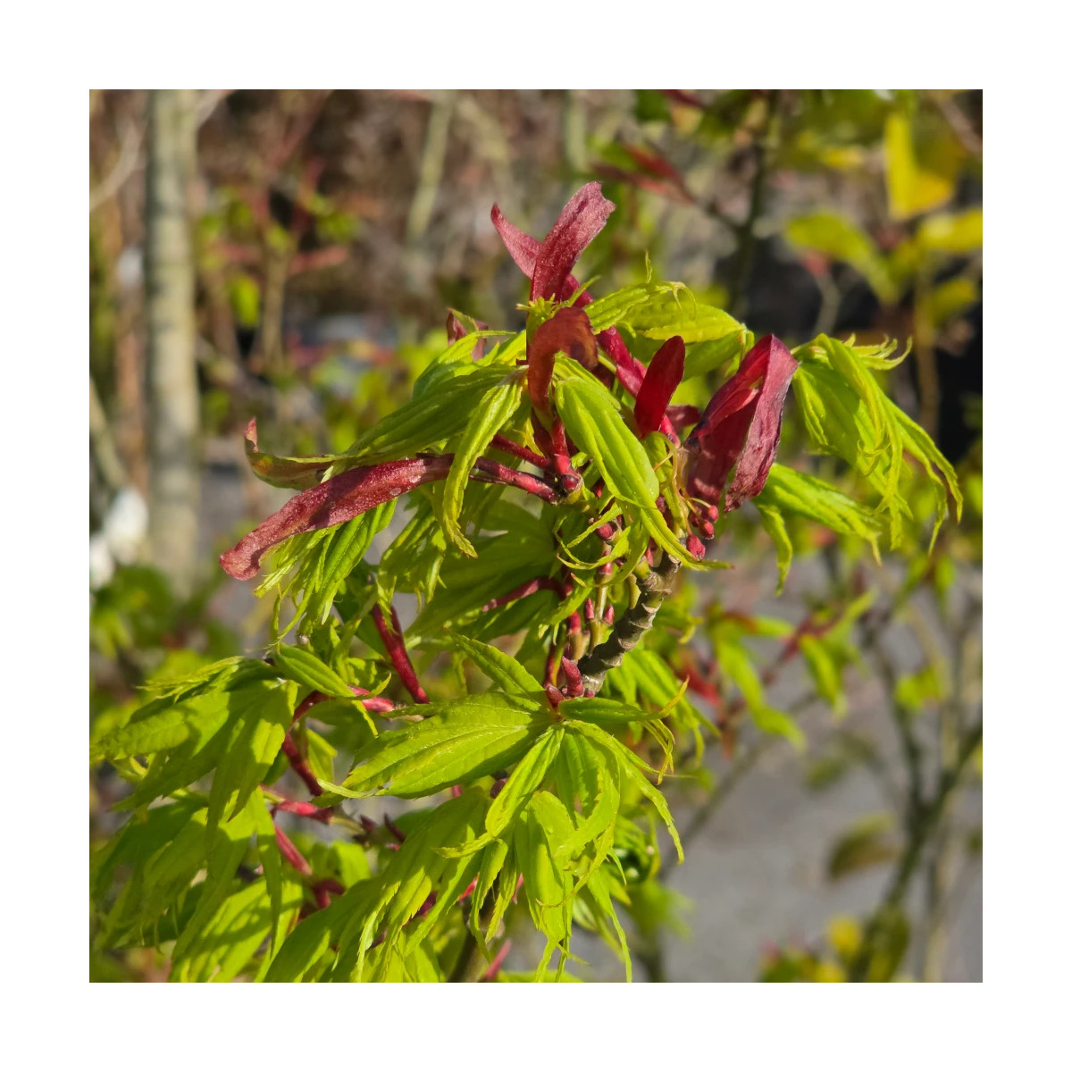 Érable du Japon Mikawa Yatsubusa, Acer palmatum