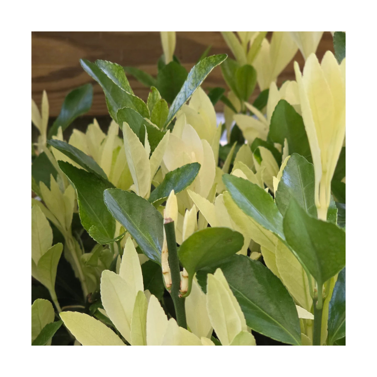 Fusain du Japon Extravaganza® - SILENCE, ça pousse !, Euonymus Fusain du Japon Extravaganza® - SILENCE, ça pousse !, Euonymus