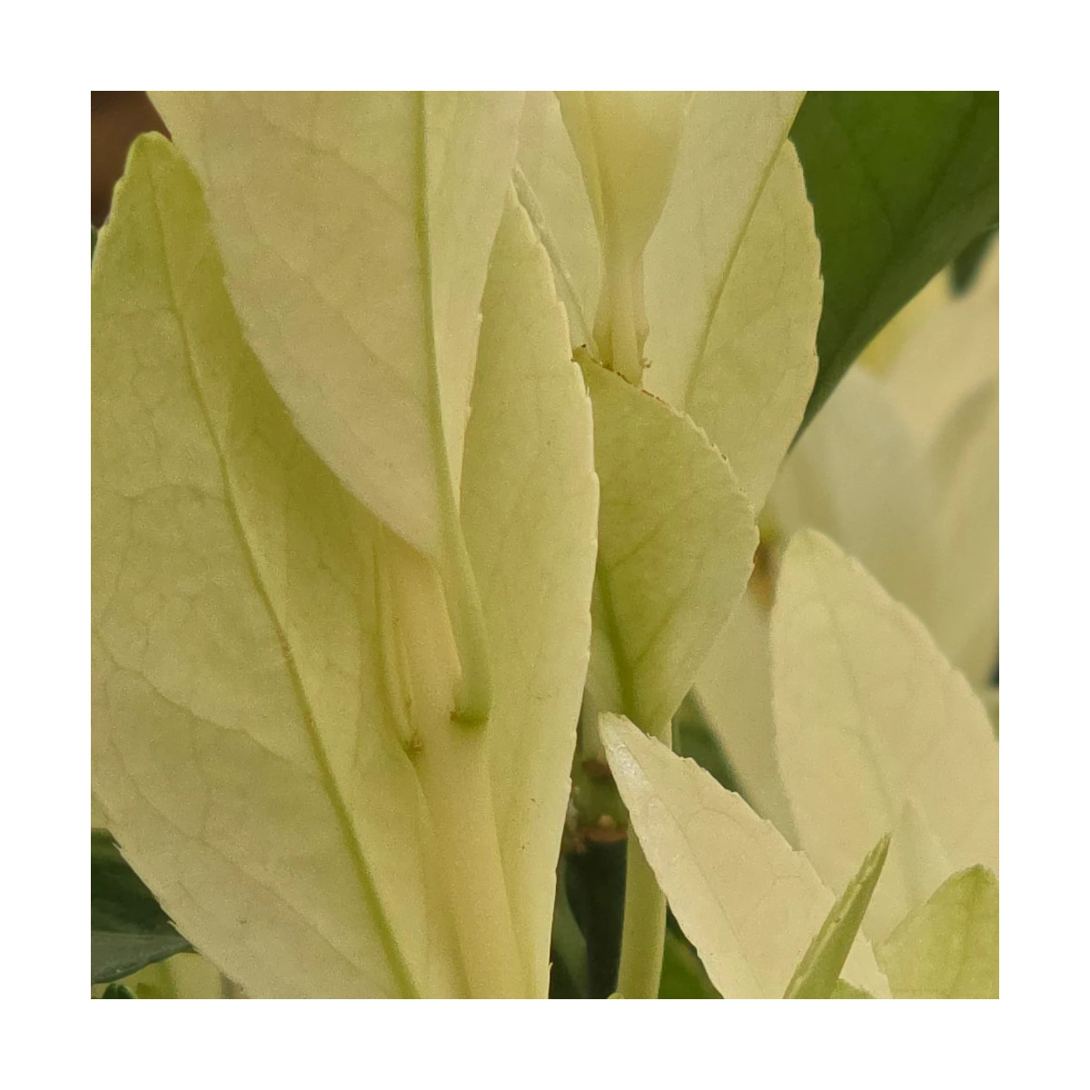 Fusain du Japon Extravaganza® - SILENCE, ça pousse !, Euonymus Fusain du Japon Extravaganza® - SILENCE, ça pousse !, Euonymus