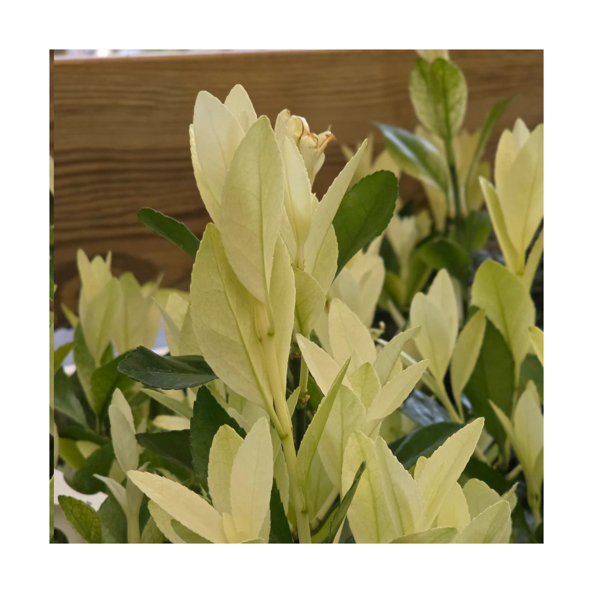 Fusain du Japon Extravaganza® - SILENCE, ça pousse !, Euonymus Fusain du Japon Extravaganza® - SILENCE, ça pousse !, Euonymus
