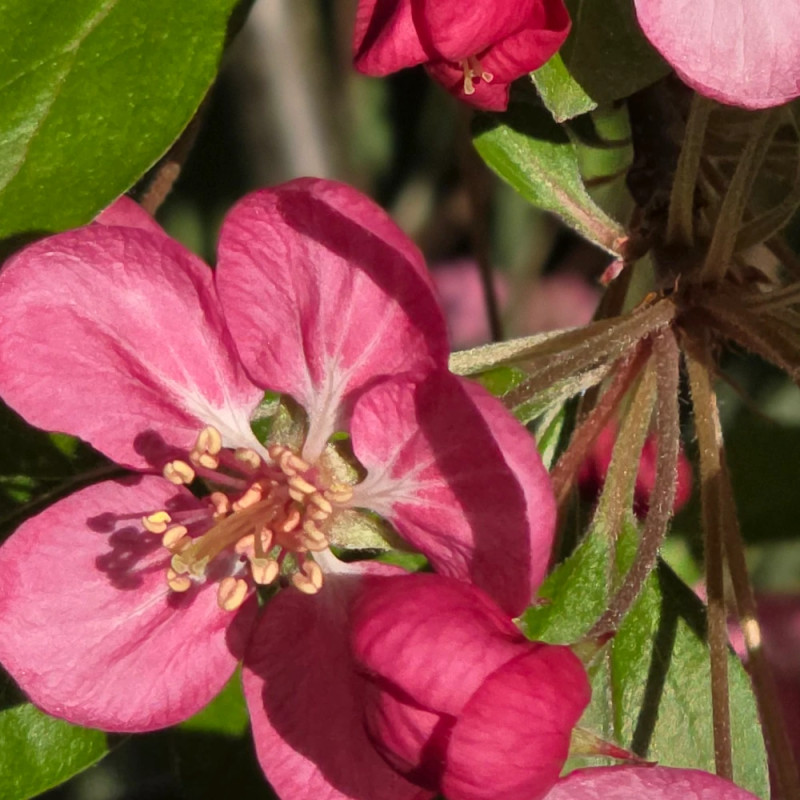 Pommier d'ornement Coccinella® 'Courtarou', Malus