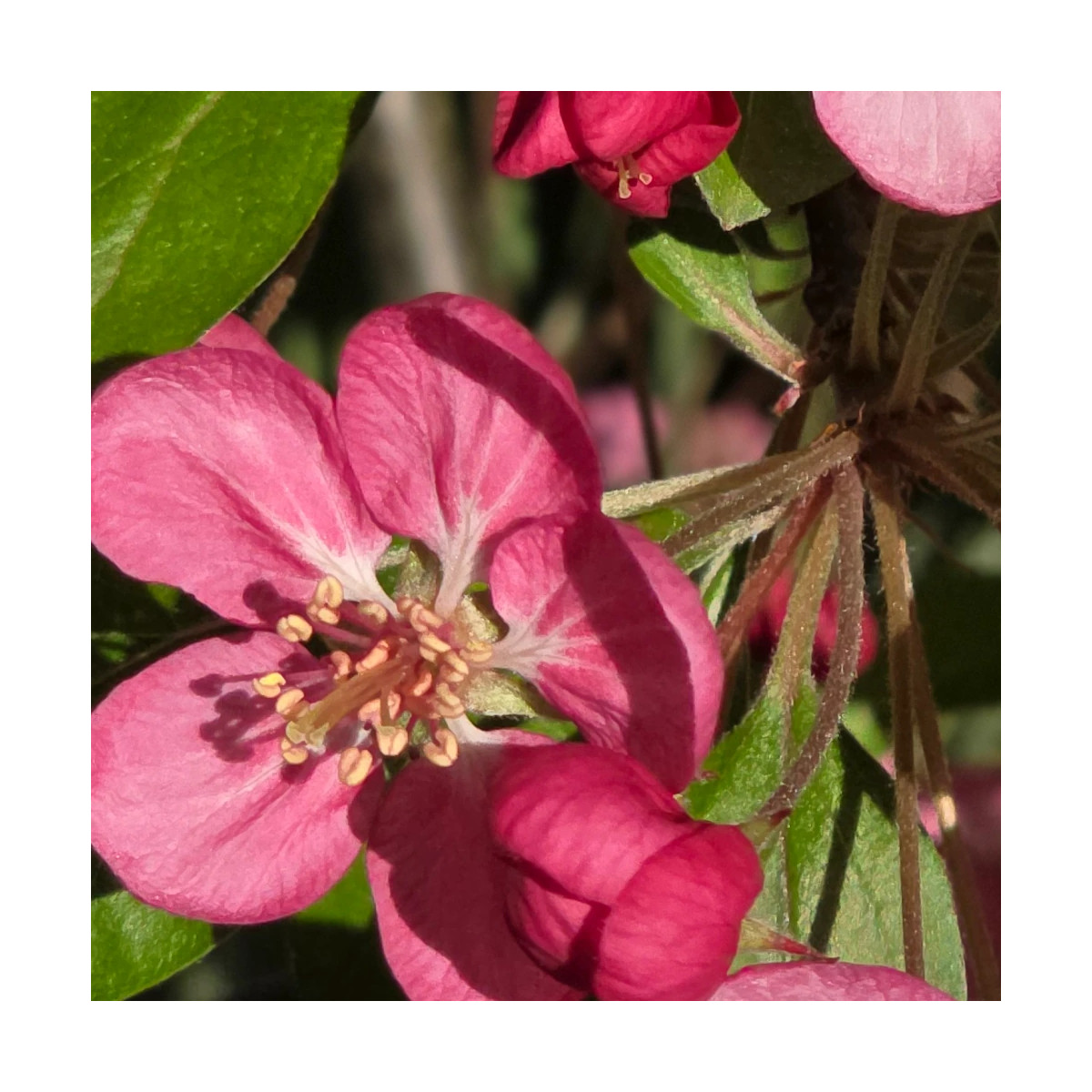 Pommier d'ornement Coccinella® 'Courtarou', Malus