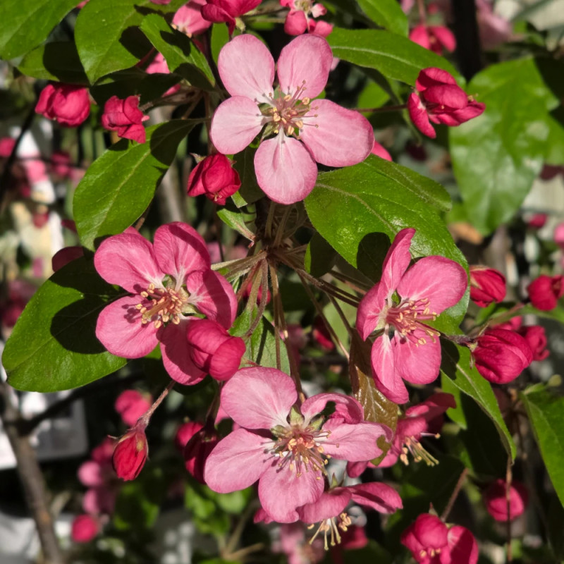 Pommier d'ornement Coccinella® 'Courtarou', Malus