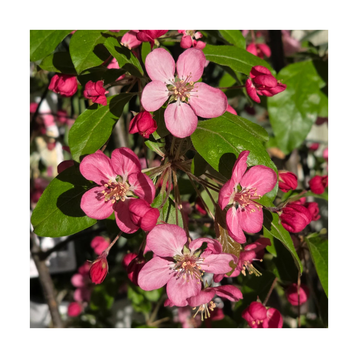 Pommier d'ornement Coccinella® 'Courtarou', Malus