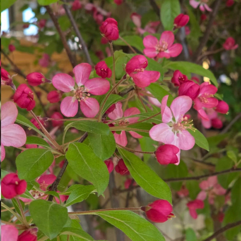 Pommier d'ornement Coccinella® 'Courtarou', Malus